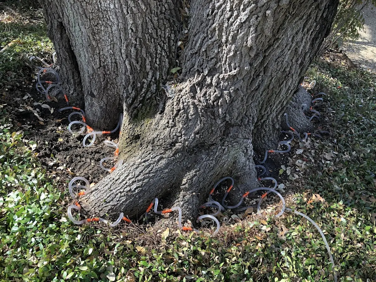 Detailed Tree Cabling and Bracing job site in Kersey