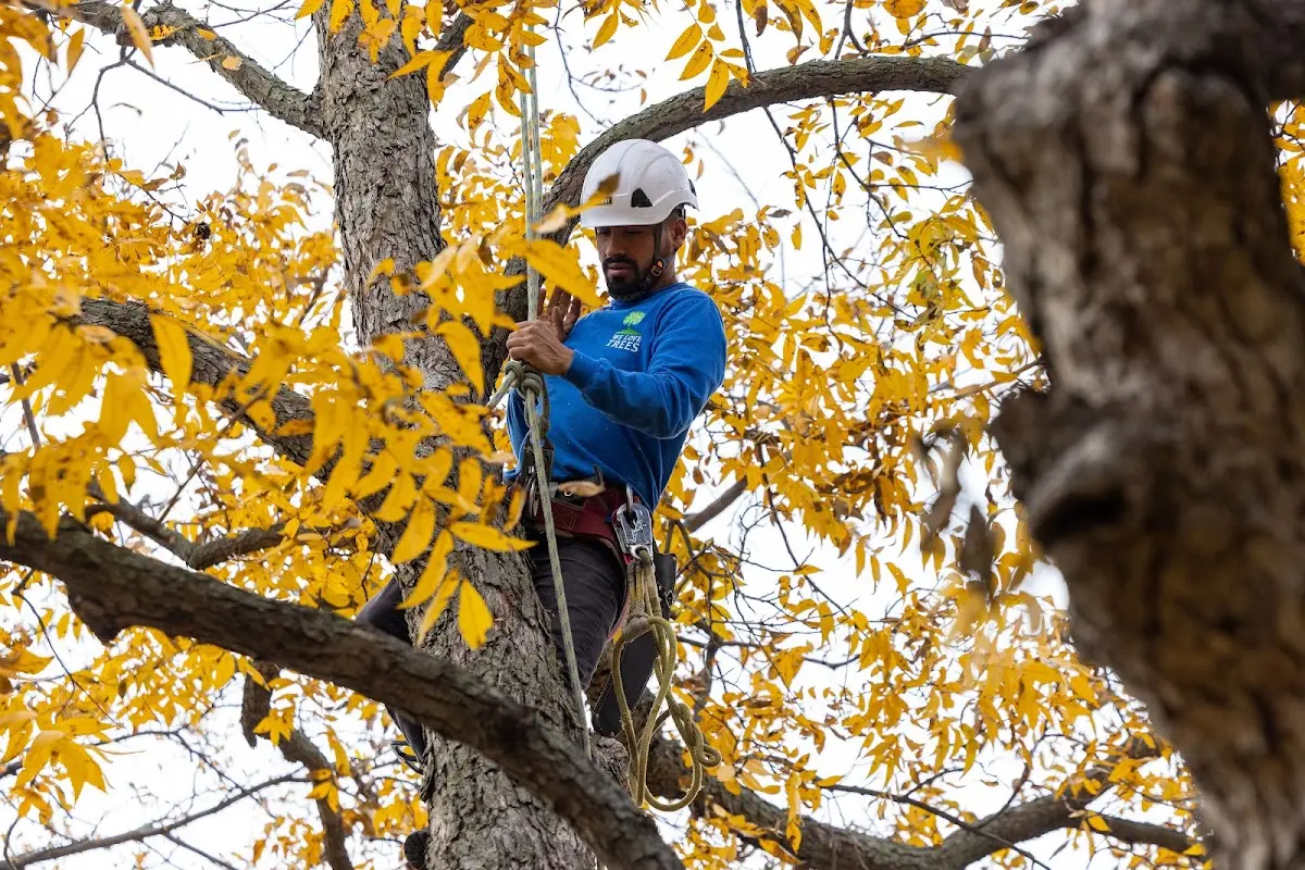 Skilled Tree Pruning crew working in Kersey