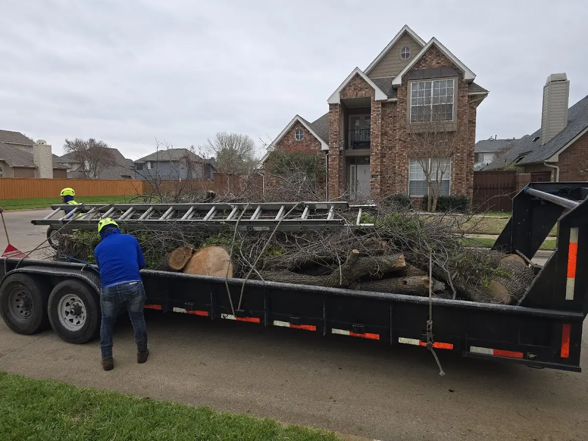 Expert Tree Pest Control with proper safety equipment in Kersey